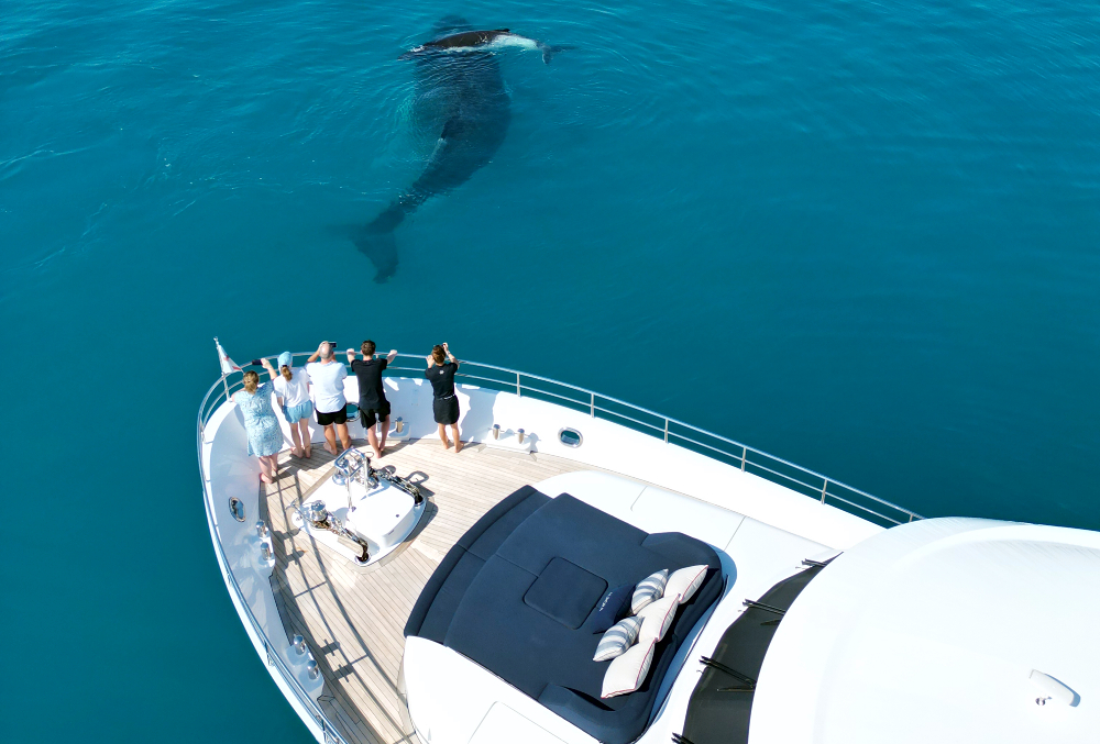 Aurora_whale